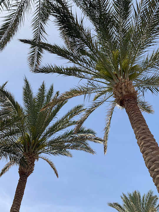 Gartenanlage Radisson Blu Resort, El Quseir