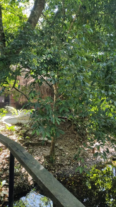 Gartenanlage Jungle Palace