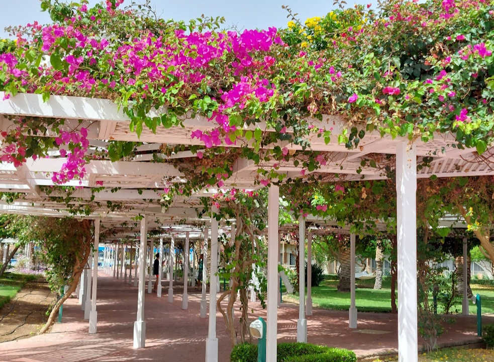 Gartenanlage Desert Rose
