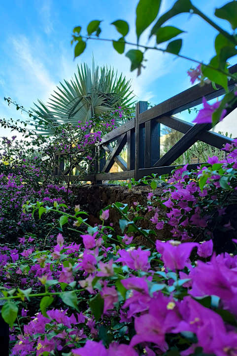 Gartenanlage Occidental Jandía Royal Level - Adults only