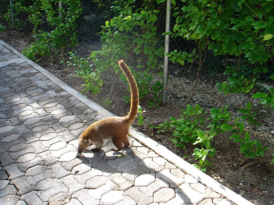 Ständige Besucher der Anlage Sandos Playacar Select Club Adults only - All Inclusive