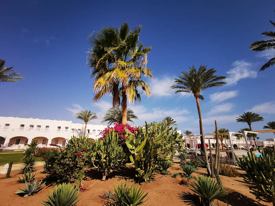 Pool JAZ Neo Reef Marsa