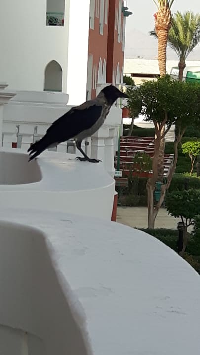 Sonstiges SUNRISE Garden Beach Resort