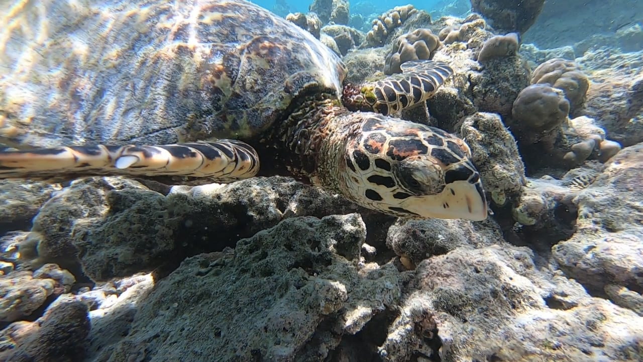 Sport & Freizeit NH Collection Maldives Reethi Resort