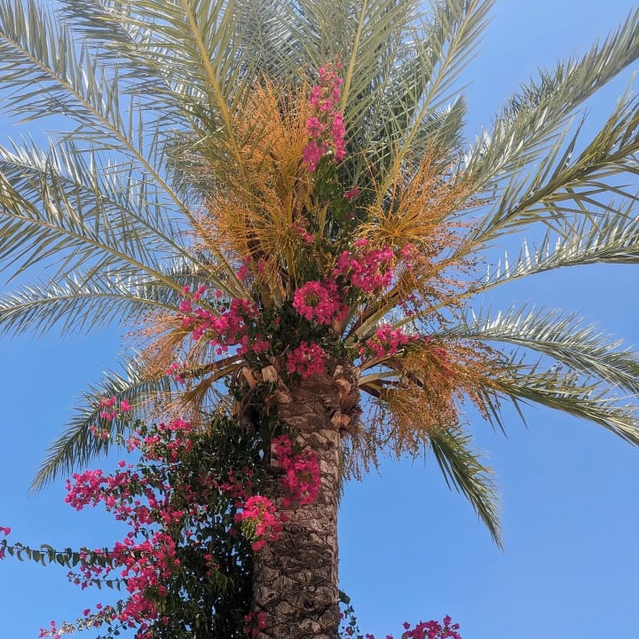 Gartenanlage Seaden Corolla Hotel