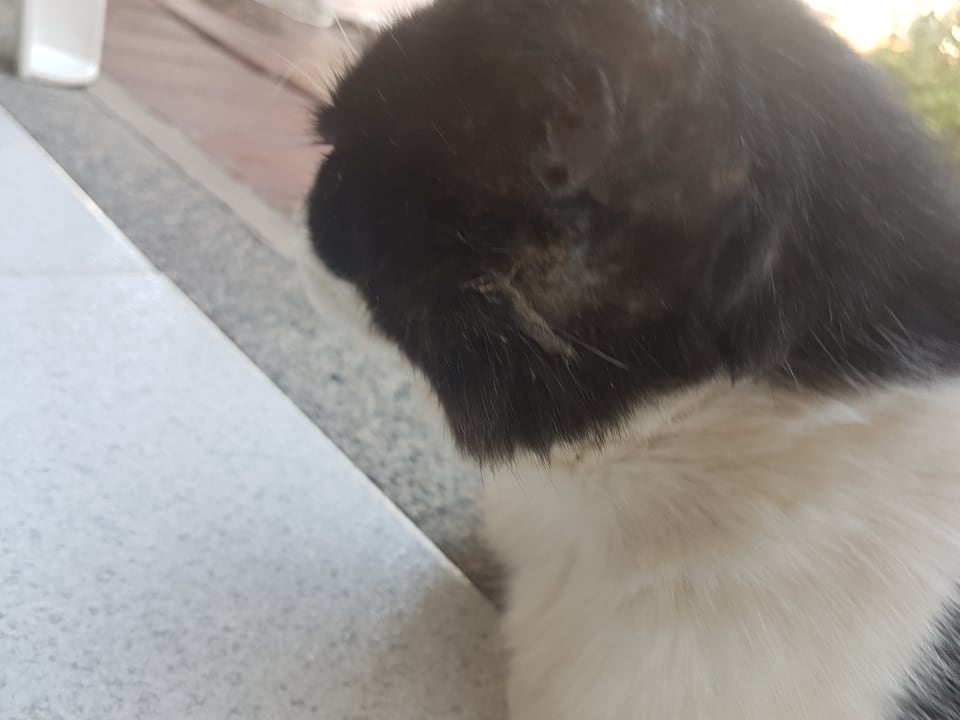 Sonstiges Bungalows Vistaflor