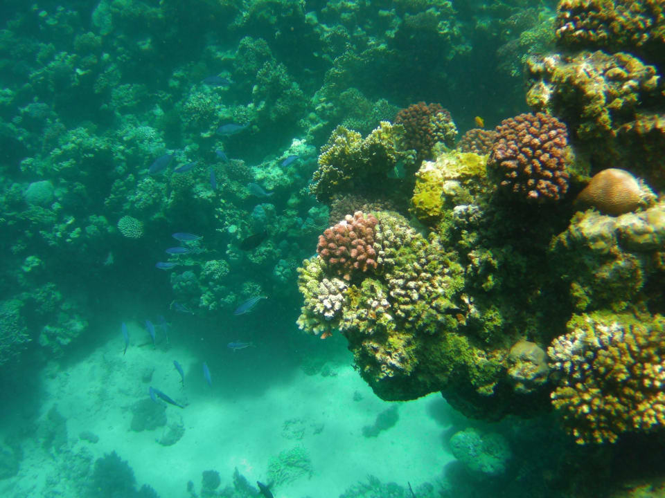 Sport & Freizeit Steigenberger Coraya Beach - Adults only