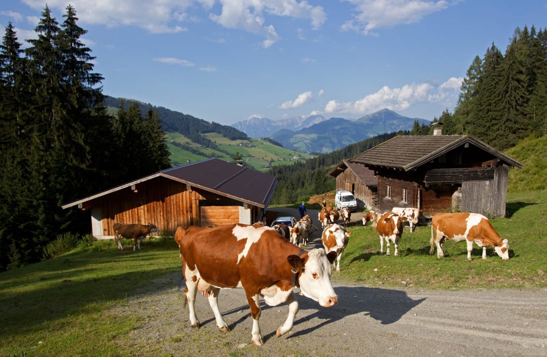 Auf der Alm Bauernhof Fuchsbauer