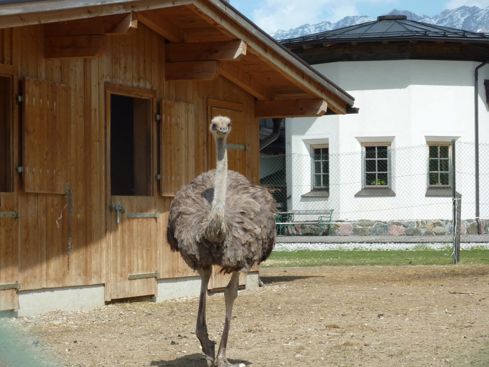 Tiergehege neben der Kraller-Alm Hotel Krallerhof