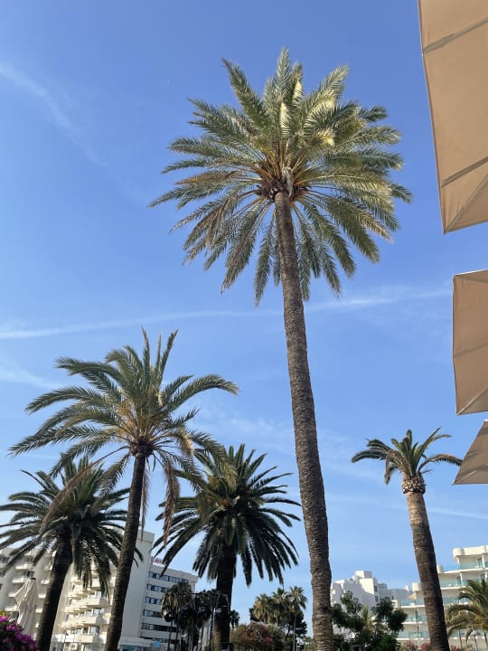 Pool allsun Hotel Bahia del Este