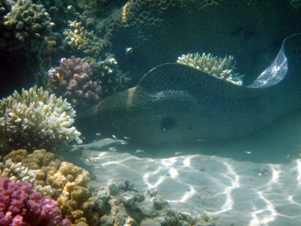 Am Hausriff Cleopatra Luxury Resort Makadi Bay