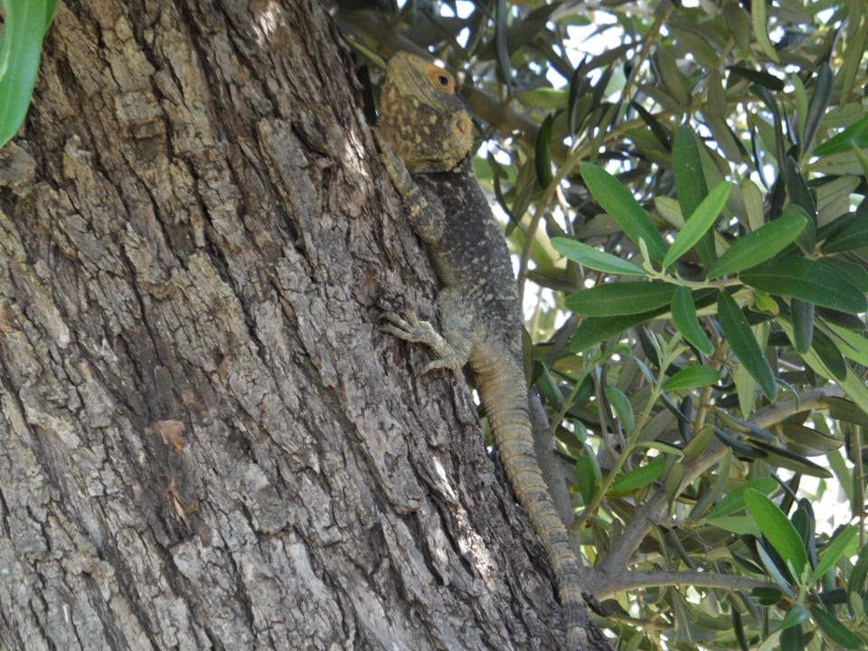 Haustier im Garten Atlantica Marmari Palace