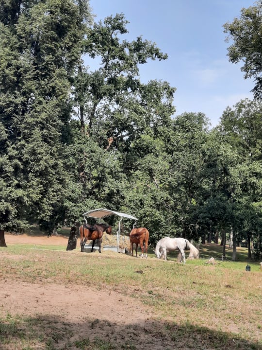 Sonstiges Bernsteinschloss