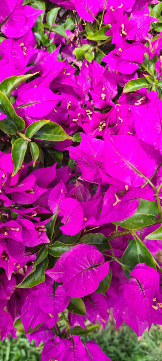 Gartenanlage Hipotels La Geria