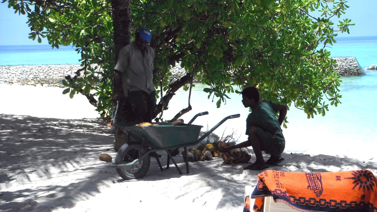 Frische Kokosnüsse vor unserem Bungi Summer Island Maldives