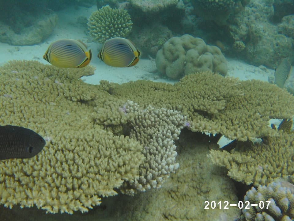 Korallen Vilamendhoo Island Resort & Spa