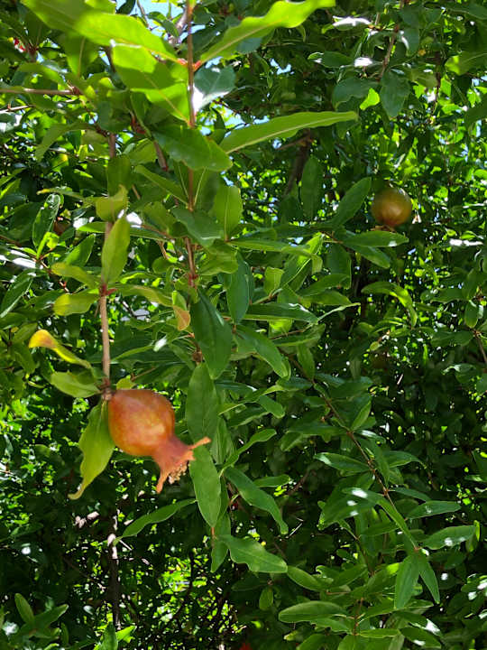 Sonstiges Side Prenses Resort & Spa