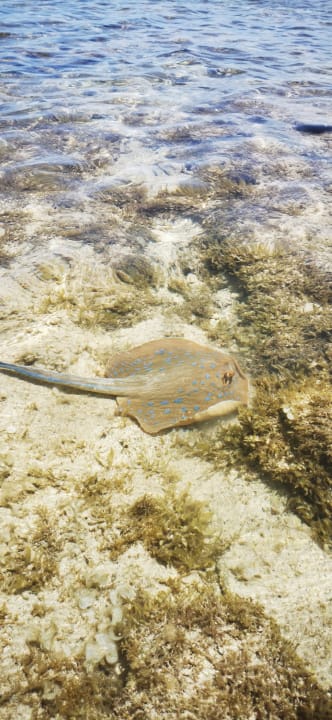 Strand Pickalbatros Sands Hotel - Port Ghalib