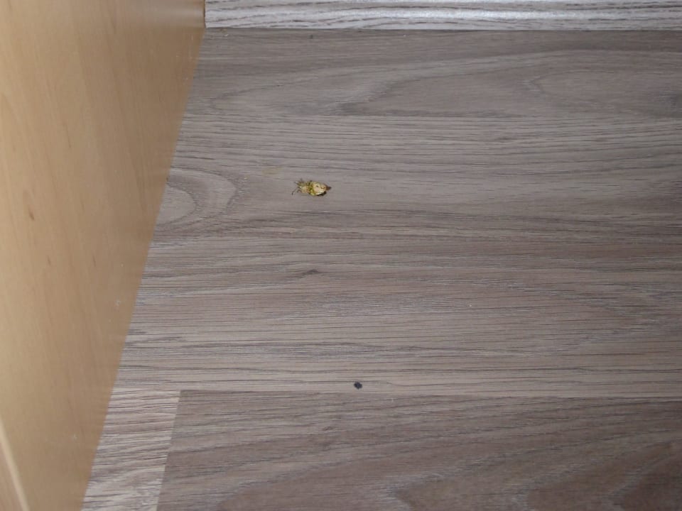 Zimmer Käfer Good Morning Erfurt