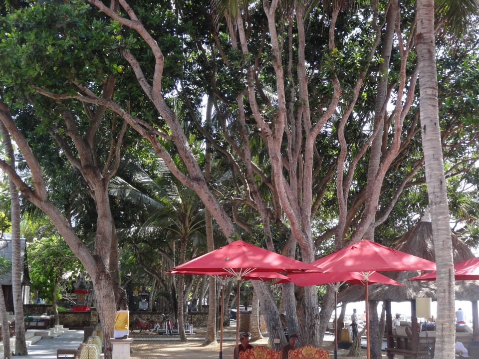 Viel Naturschatten am Strand Puri Santrian
