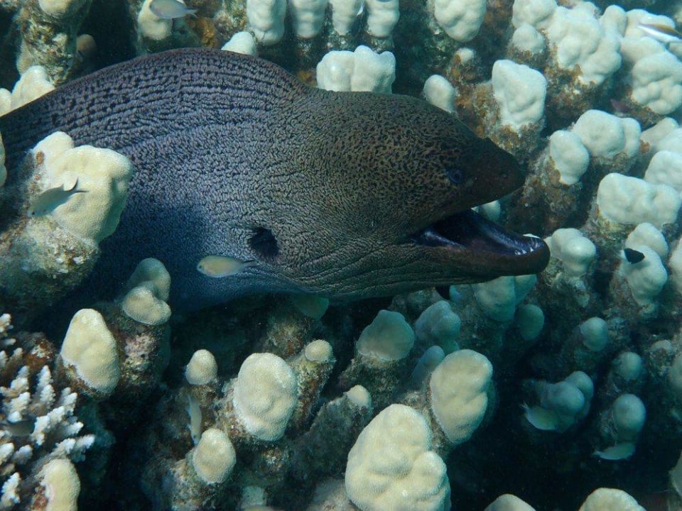 Riesenmoräne Malikia Resort Abu Dabbab