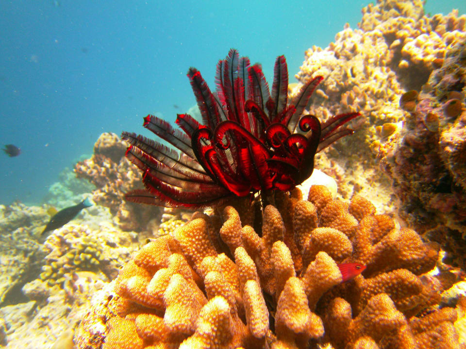 Am Hausriff NH Collection Maldives Reethi Resort