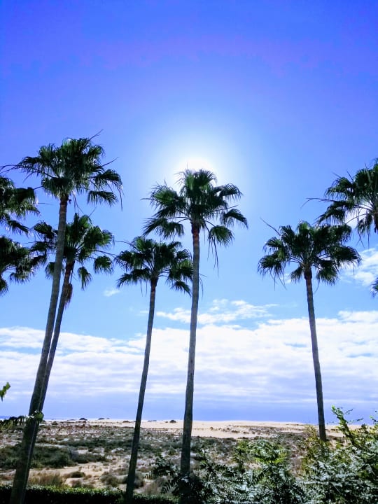 Gartenanlage Hotel Riu Oliva Beach - Hotel