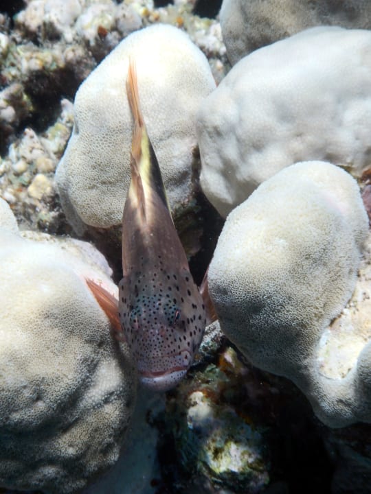 Korallenwächter Hotel Gorgonia Beach Resort