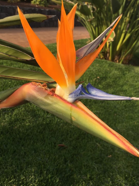 Gartenanlage Iberostar Waves Gaviotas Park