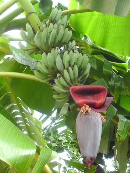 Bananenstaude Yavuzhan Otel