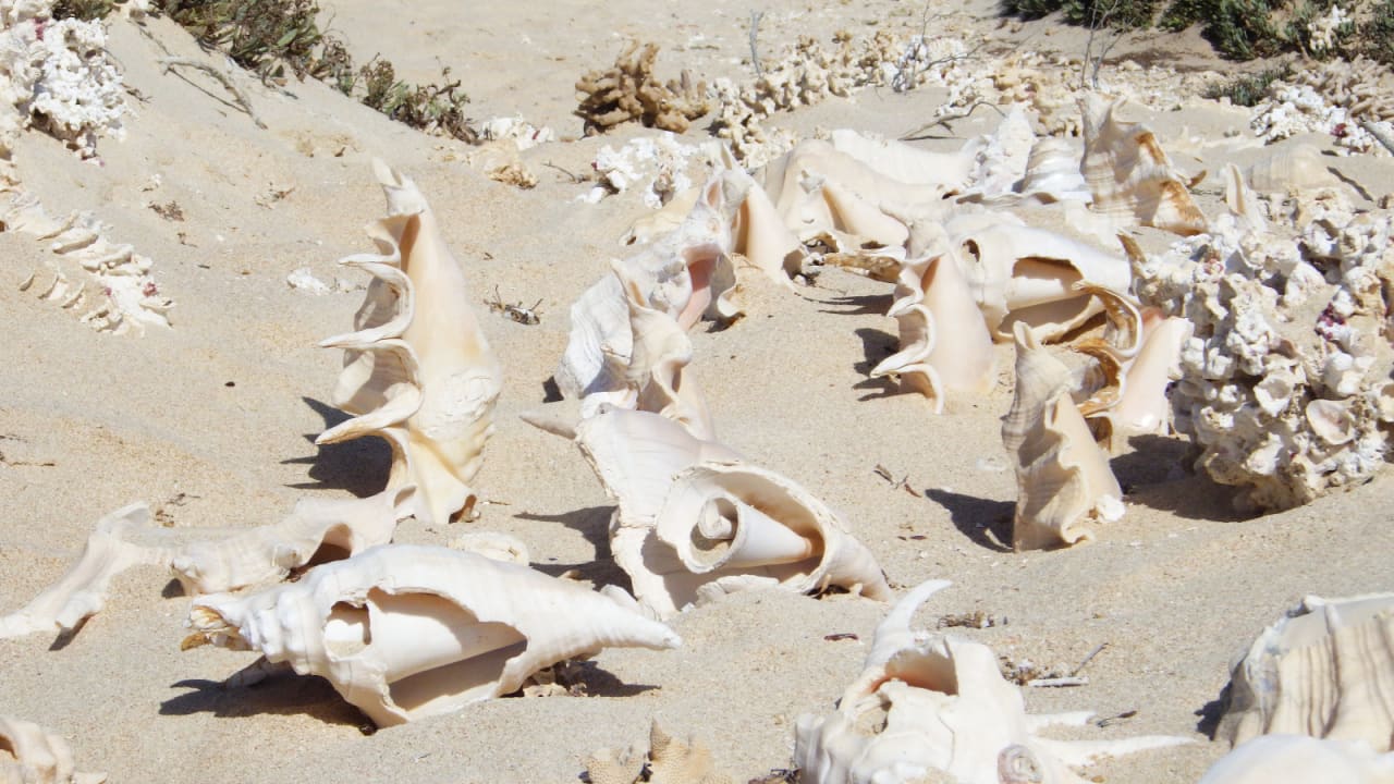 Strand Hotel Gorgonia Beach Resort