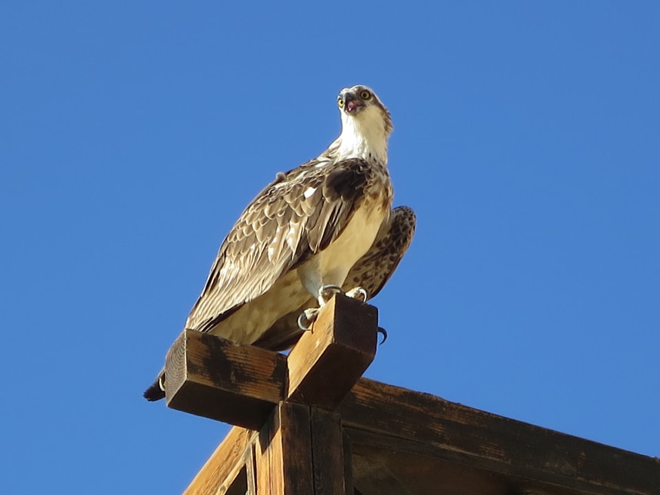 Gartenanlage Steigenberger Coraya Beach - Adults only
