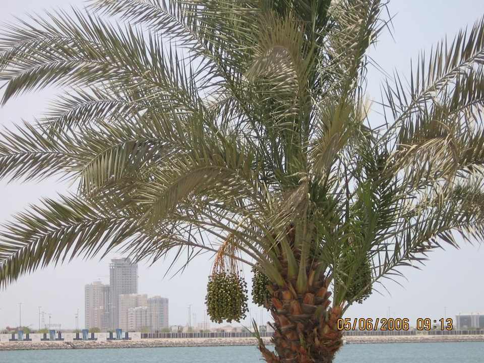 Palmy daktylowe Hilton Garden Inn Ras Al Khaimah