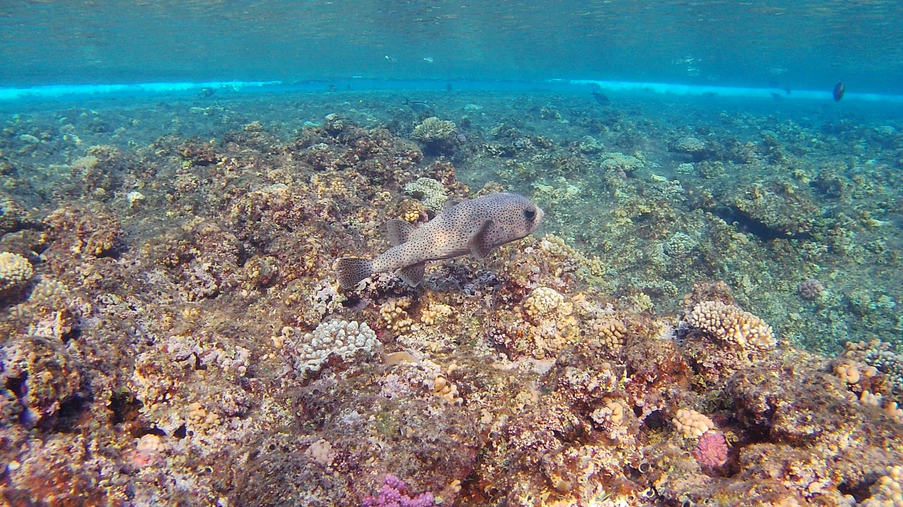 Sport & Freizeit Three Corners Happy Life Beach Resort