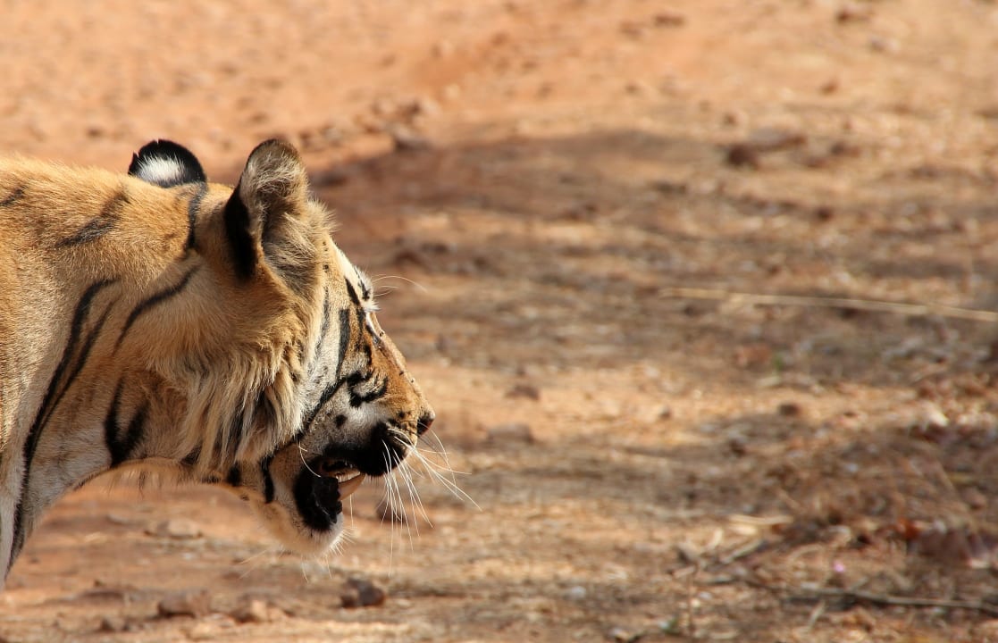 Sport & Freizeit Irai Safari Retreat