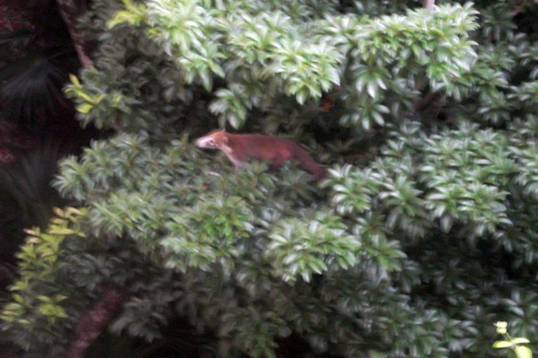 Tierwelt Catalonia Royal Tulum Beach & Spa Resort - Adults only