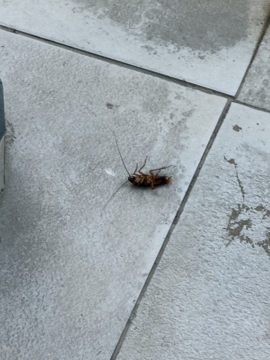 Gastro Hotel Riu Costa del Sol