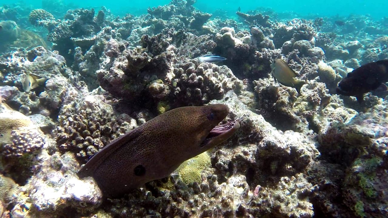 Sport & Freizeit Eri Maldives