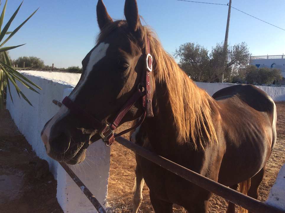 Sport & Freizeit Maison dˋHôte Domaine El-Manar