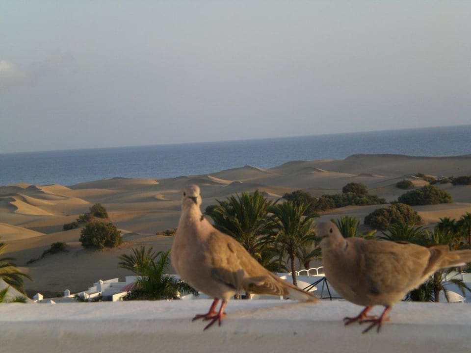 Vögel rund ums Hotel Hotel Riu Palace Maspalomas Adults Only