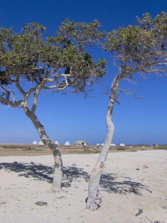 Mangrovenbaum Lahami Bay Beach Resort