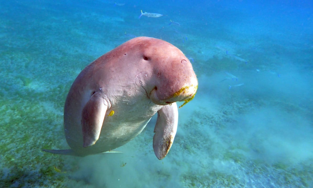 Strand Shams Alam Beach Resort