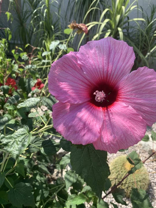 Außenansicht Hotel Terme Royal Palm