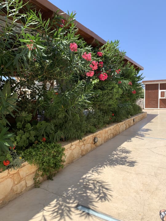 Gartenanlage Cactus Royal