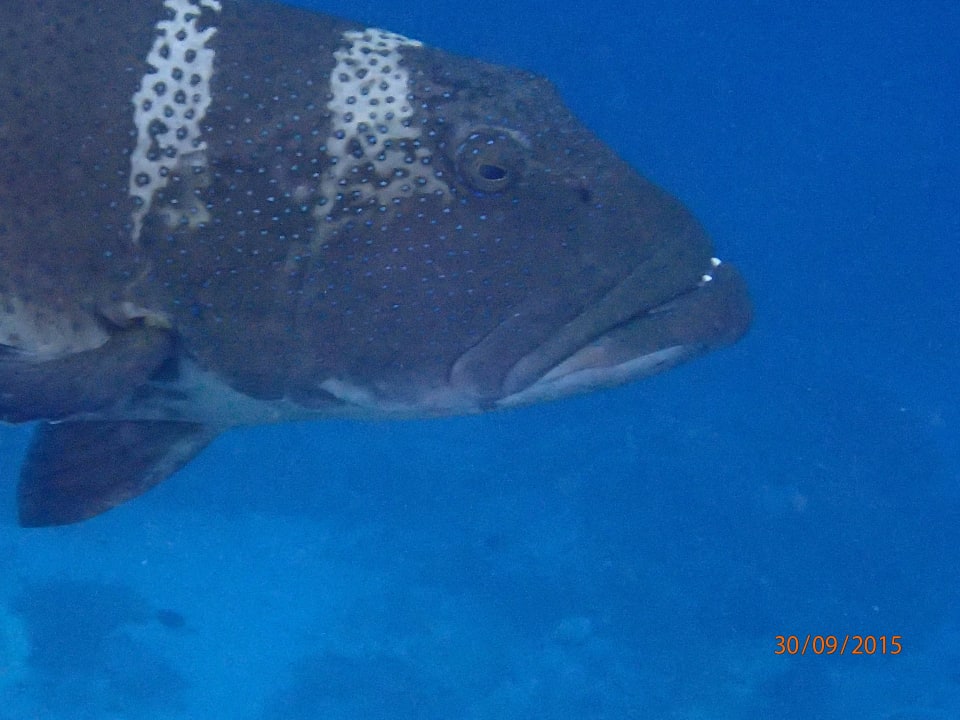 Zackenbarsch ROBINSON MALDIVES