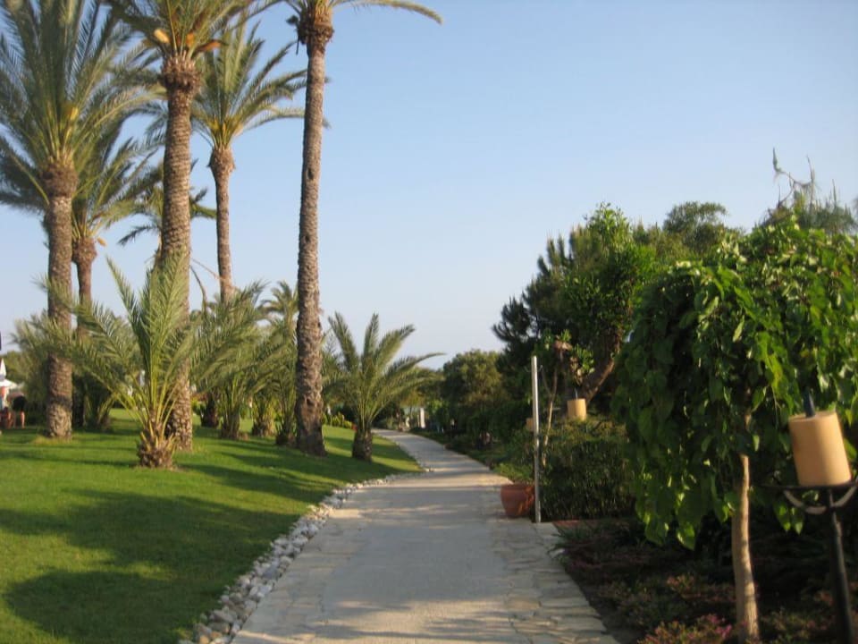 Вид PALOMA Perissia