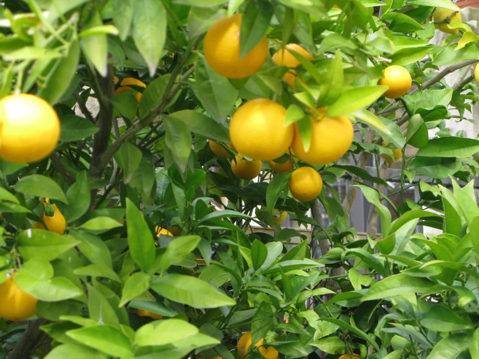 Orangengarten Appartements Casa al Monte