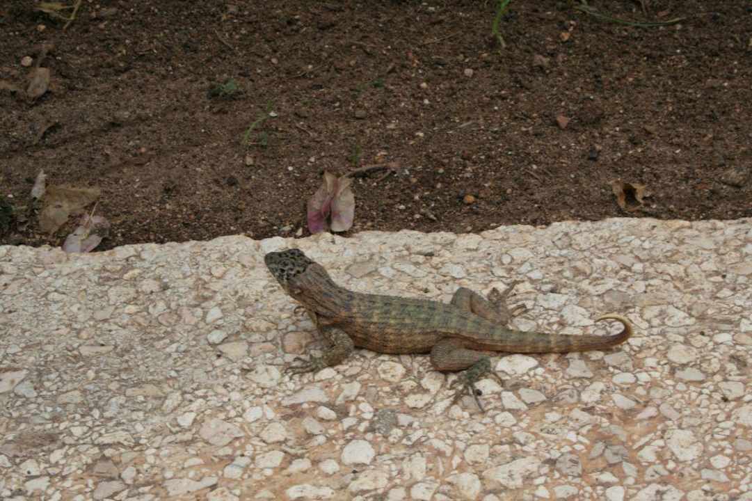 Dziad hotelowy Muthu Playa Varadero