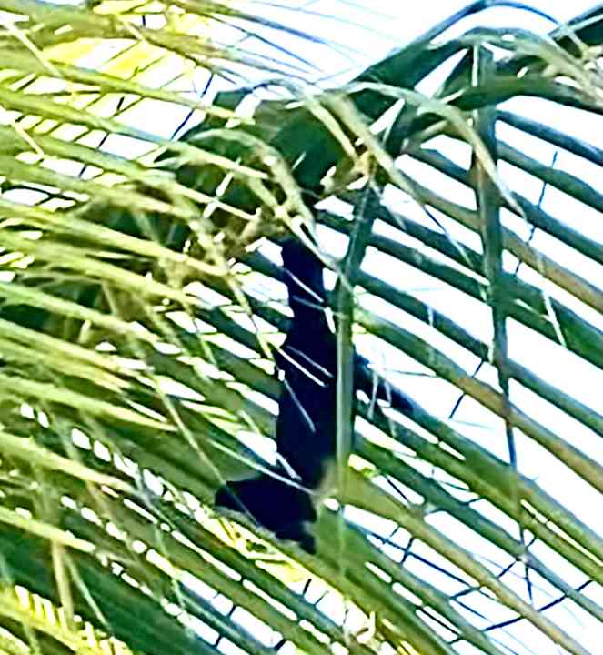 Sonstiges Kuredu Island Resort & Spa