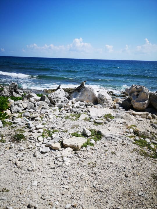 Strand Grand Palladium Riviera Maya